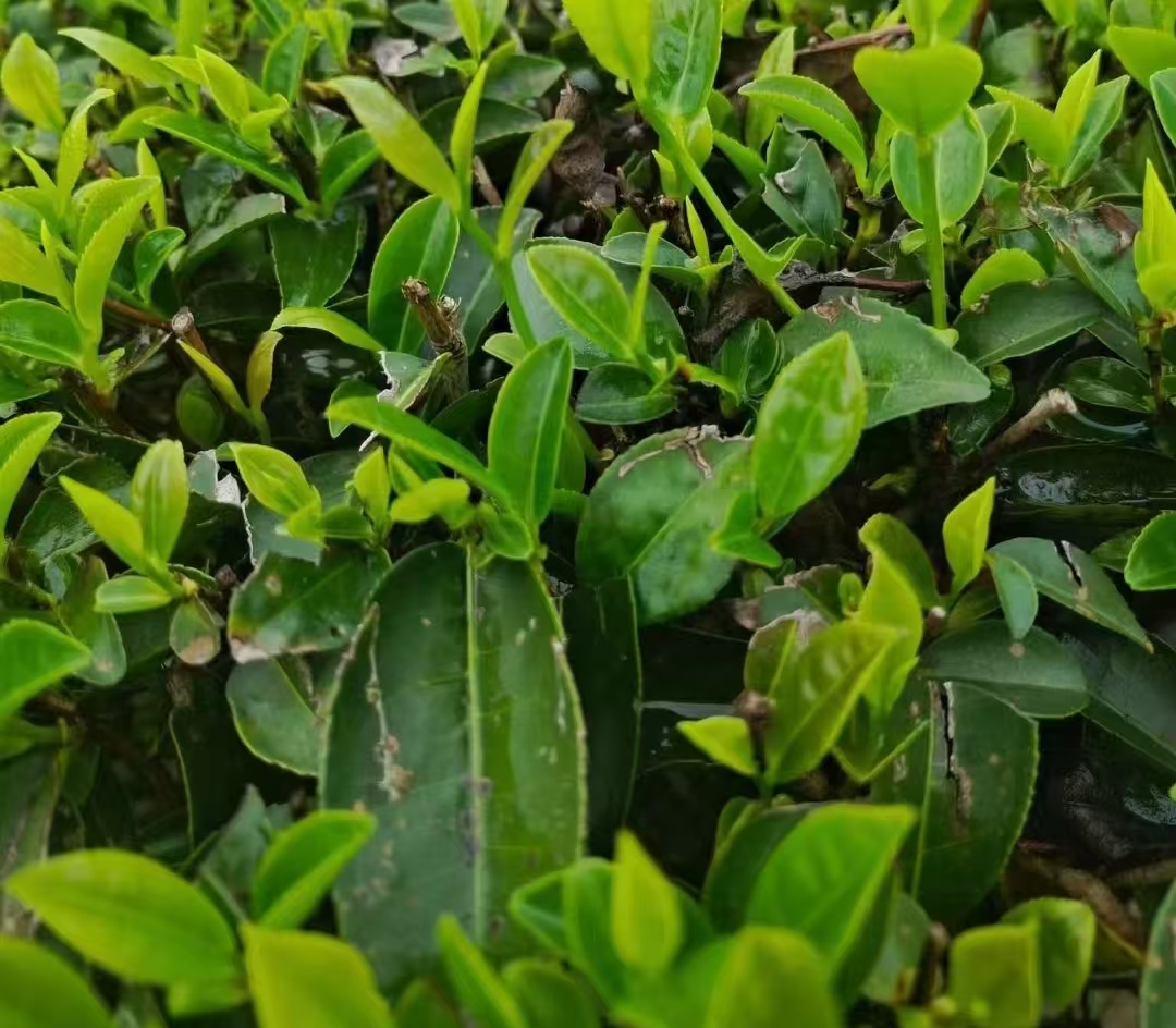 海丰莲花山茶